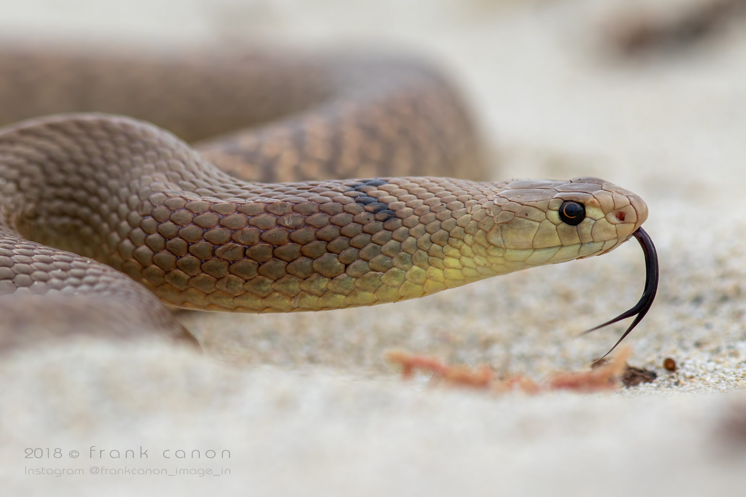Pseudonaja mengdeni - "Mengden's Brown Snake"