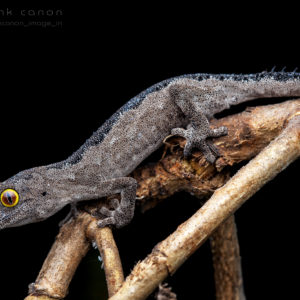 Strophurus spinigerus - "Soft Spiny-Tailed Gecko"