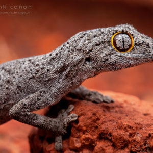 Strophurus strophurus - "Western Spiny-Tailed Gecko"