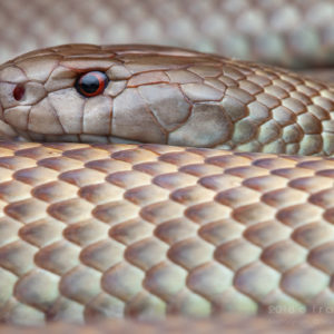 Pseudechis australis - "Mulga Snake"