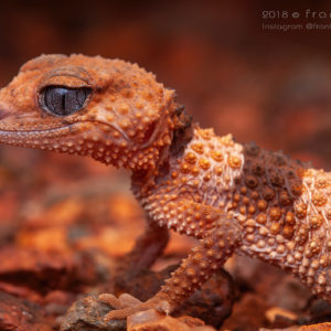 Nephrurus wheeleri - "Banded Knob-Tailed Gecko"