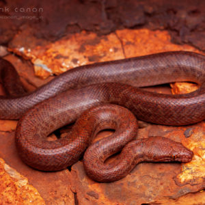 Antaresia perthensis - "Pygmy Python"