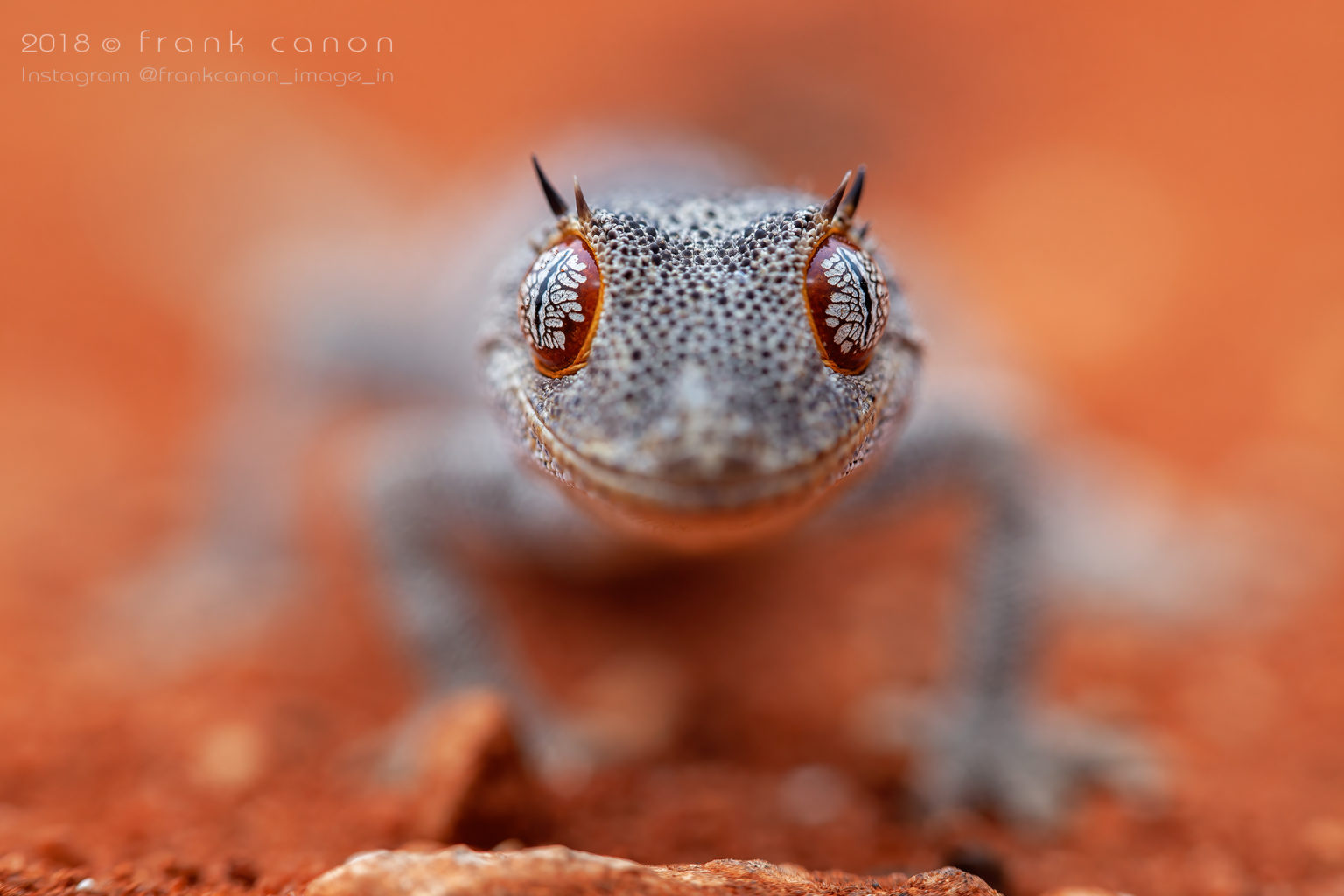 Strophurus ciliaris aberrans - "Northern Spiny-Tailed Gecko"