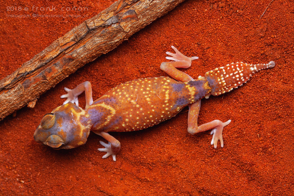 Nephrurus levis occidentalis - "Smooth Knob-Tailed Gecko"
