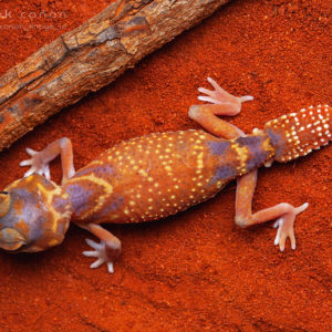 Nephrurus levis occidentalis - "Smooth Knob-Tailed Gecko"