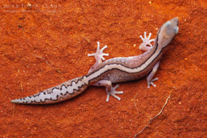Diplodactylus klugei - "Kluge's Gecko"
