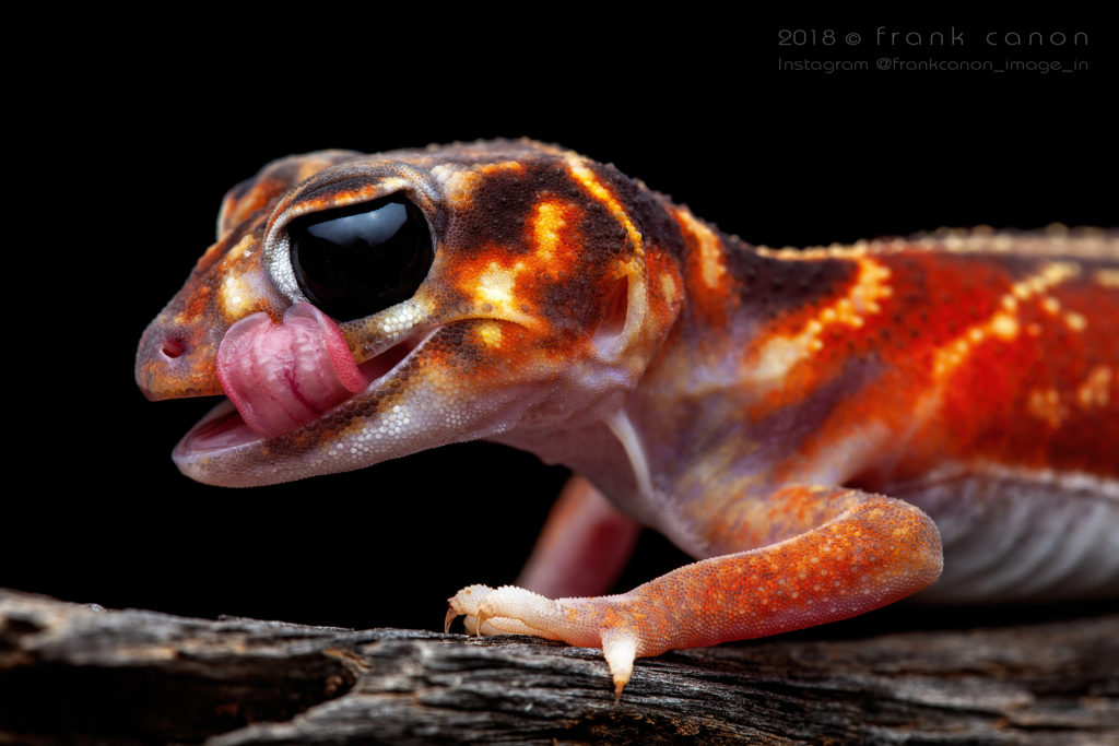 Nephrurus vertebralis - "Midline Knob-Tailed Gecko"