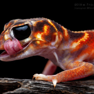 Nephrurus vertebralis - "Midline Knob-Tailed Gecko"