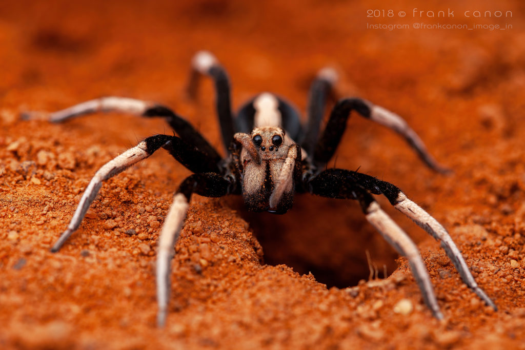 Hoggicosa bicolor - "Two-Coloured Wolf Spider"