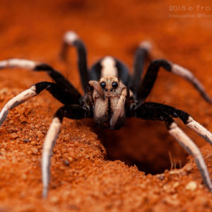 Hoggicosa bicolor - "Two-Coloured Wolf Spider"