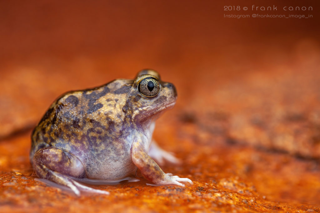 Neobatrachus sutor - "Shoemaker Frog"