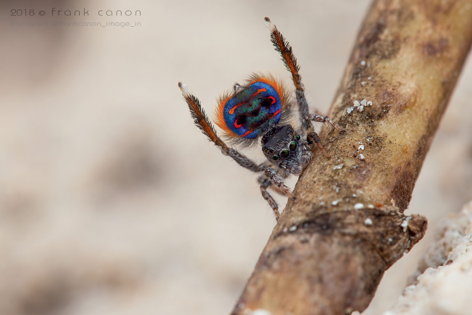 Maratus speciosus - "Peacock Spider"